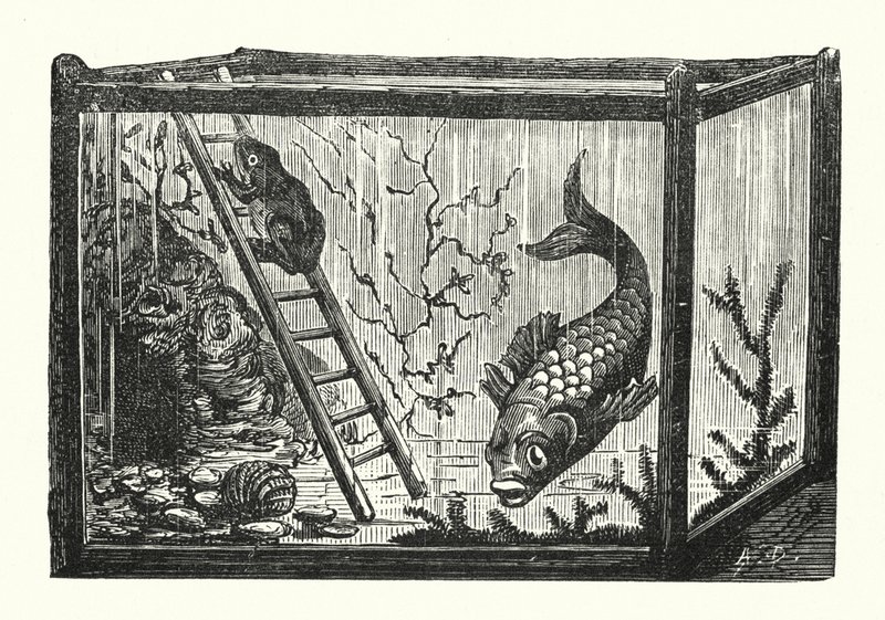 Fisch und Frosch in einem Aquarium (Gravur) von Albert Robida