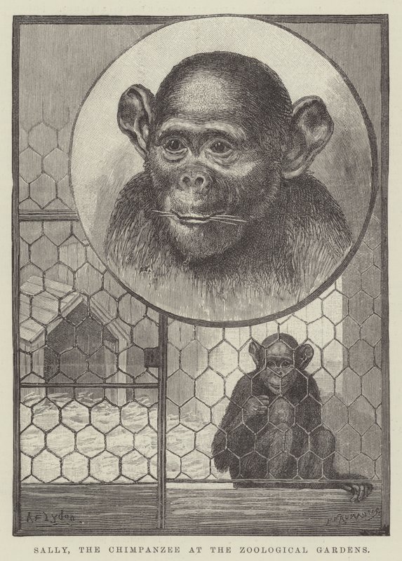 Sally, der Schimpanse im Zoologischen Garten von Alexander Francis Lydon