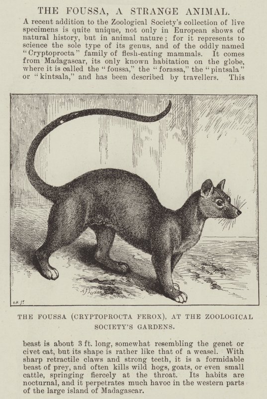Der Foussa (Cryptoprocta Ferox), im Garten der Zoologischen Gesellschaft von Alexander Francis Lydon
