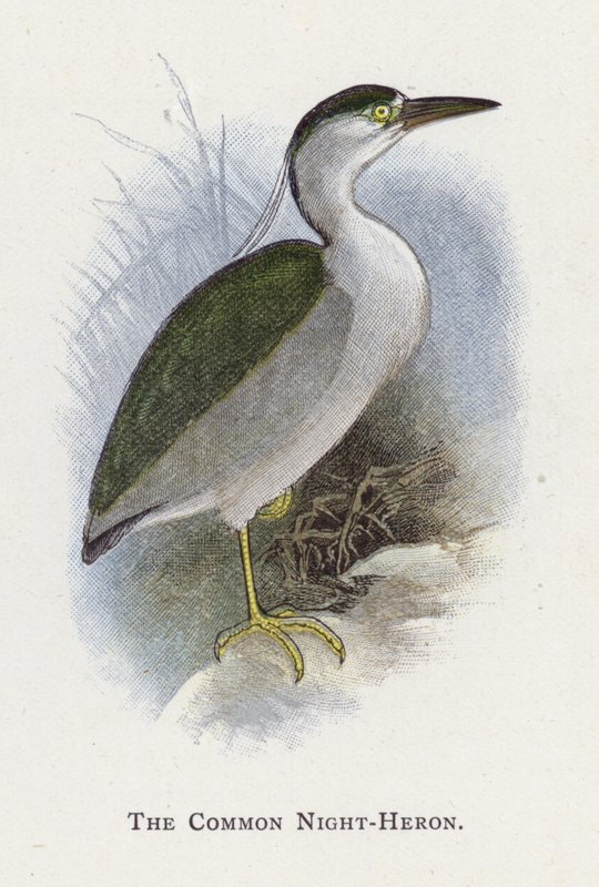 Der Nachtreiher von Alexander Francis Lydon
