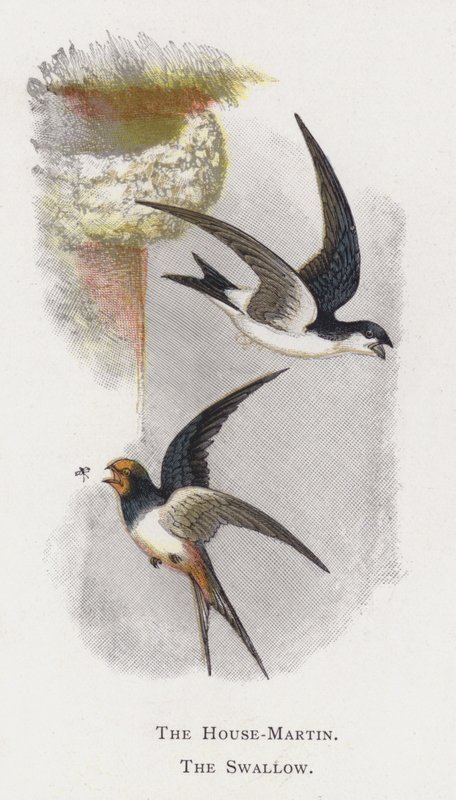 Das Hausmartin, Die Schwalbe von Alexander Francis Lydon