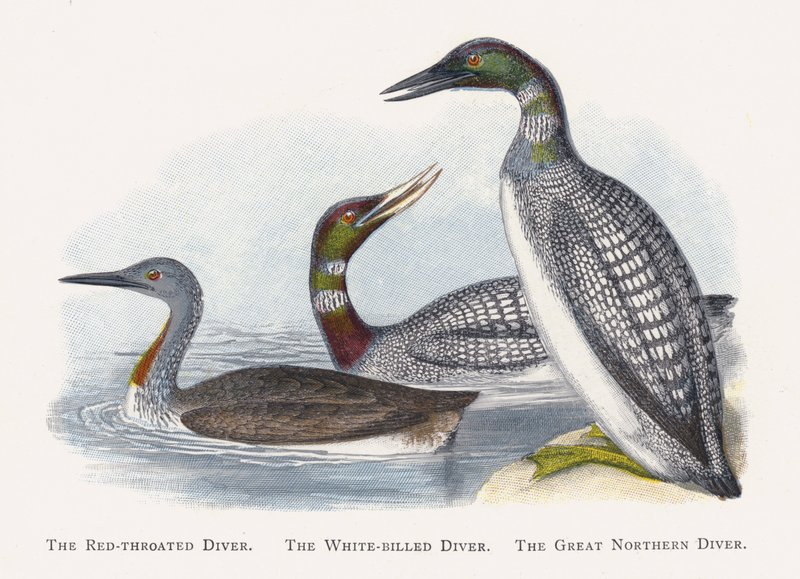 Der Sterntaucher, Der Gelbschnabeltaucher, Der Eistaucher von Alexander Francis Lydon