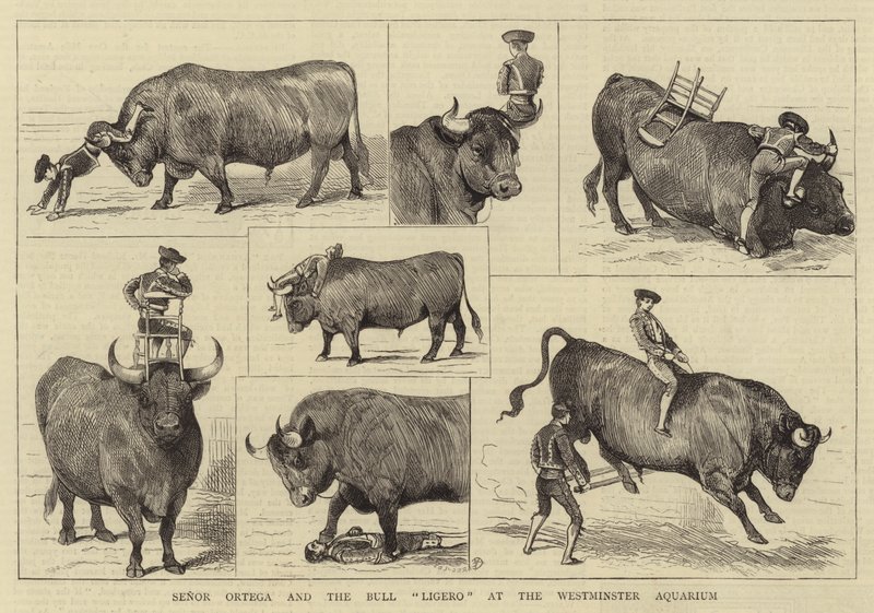 Senor Ortega und der Stier Ligero im Westminster Aquarium von Alfred Chantrey Corbould