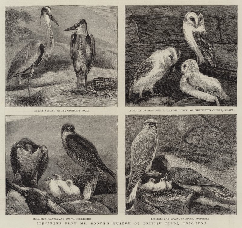 Exponate aus Mr. Booths Museum of British Birds, Brighton von Alfred Chantrey Corbould