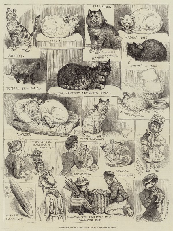 Skizzen der Katzenausstellung im Crystal Palace von Alfred Courbould
