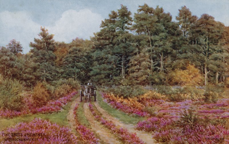 Kiefern und Heidekraut bei Brockenhurst von Alfred Robert Quinton