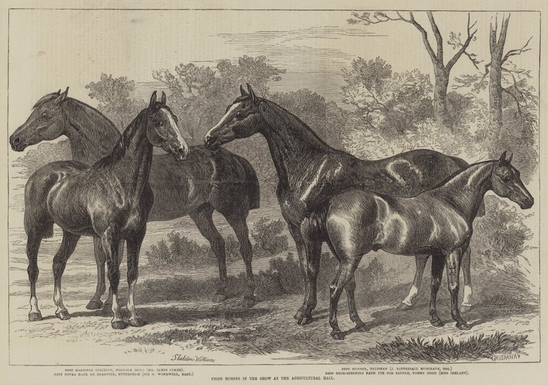 Preispferde in der Ausstellung in der Agricultural Hall von Alfred Sheldon Williams