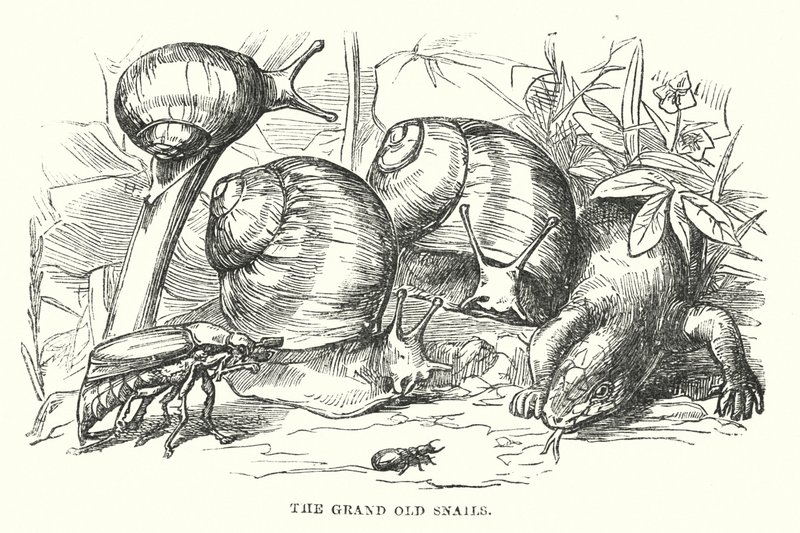 Hans Christian Andersen: Die glückliche Familie von Alfred Walter (after) Bayes