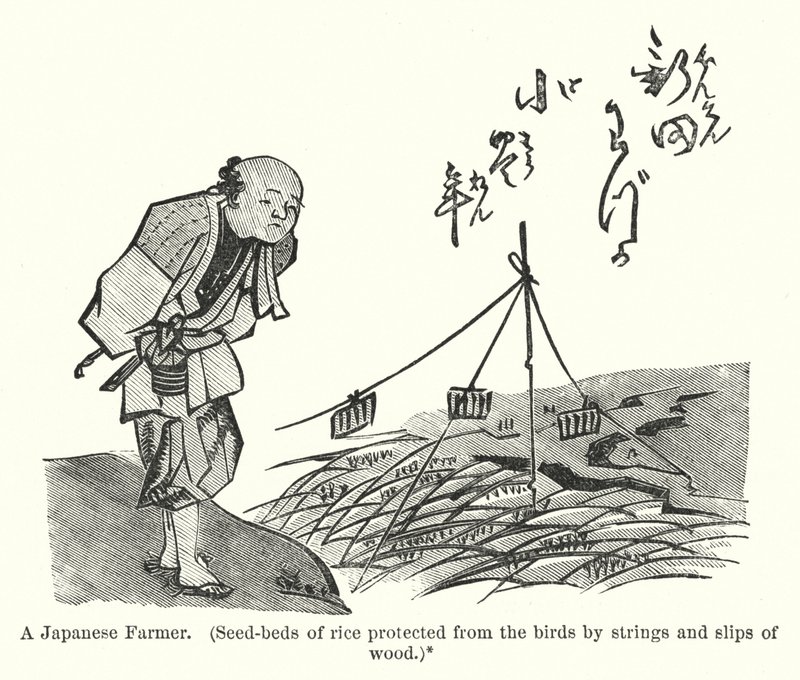 Ein japanischer Bauer, Reissetzlinge vor Vögeln geschützt durch Schnüre und Holzstreifen (Gravur) von American School