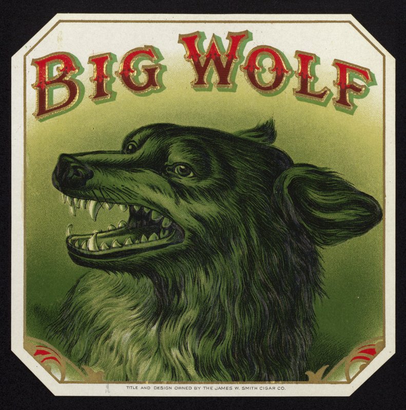Schwarzer Wolf zeigt Zähne von American School