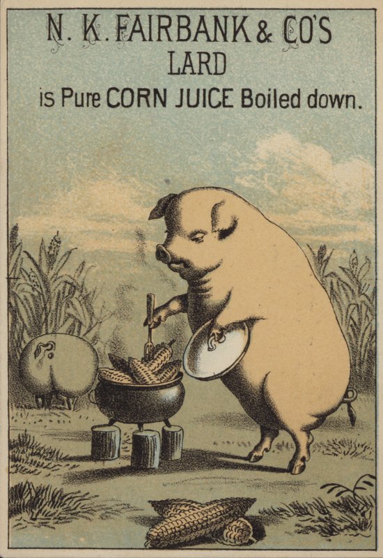 Schwein kocht Mais, um Schmalz zu machen von American School