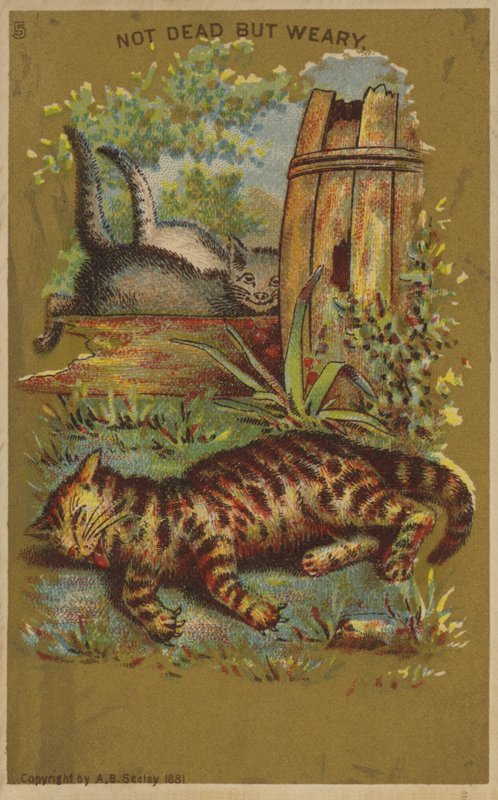 Drei müde Katzen von American School
