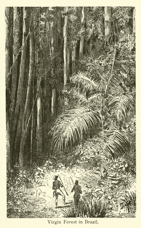 Urwald in Brasilien von American School