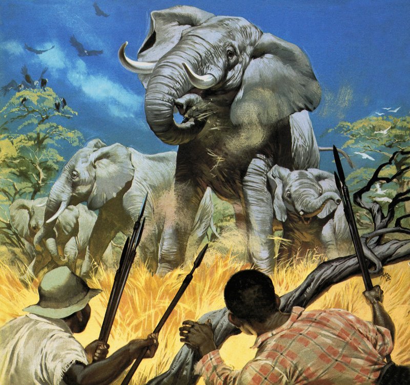 Die Elfenbein-Wilderer - Wildtiere in Gefahr von Angus McBride