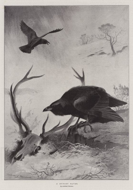 Ein hungriger Rabe von Archibald Thorburn