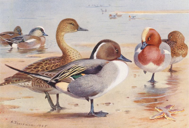 Amerikanische Pfeifente (männlich und weiblich), Spießente (männlich und weiblich), Pfeifente (männlich und weiblich) von Archibald Thorburn
