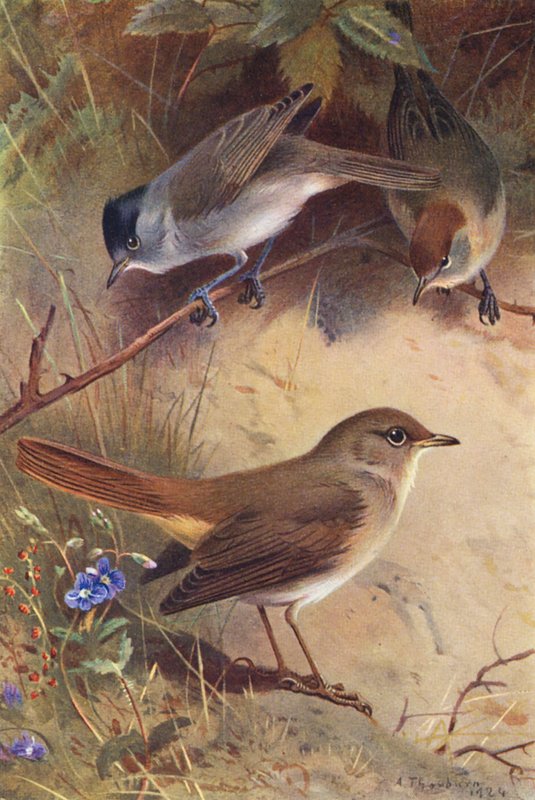 Mönchsgrasmücke (männlich und weiblich), Nachtigall von Archibald Thorburn