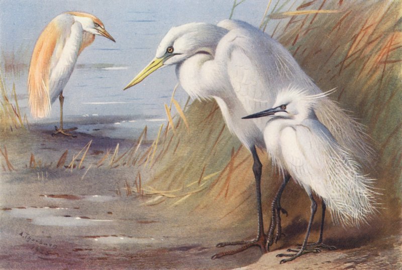 Buff-Backed Reiher, Großer Weißer Reiher, Kleiner Silberreiher von Archibald Thorburn