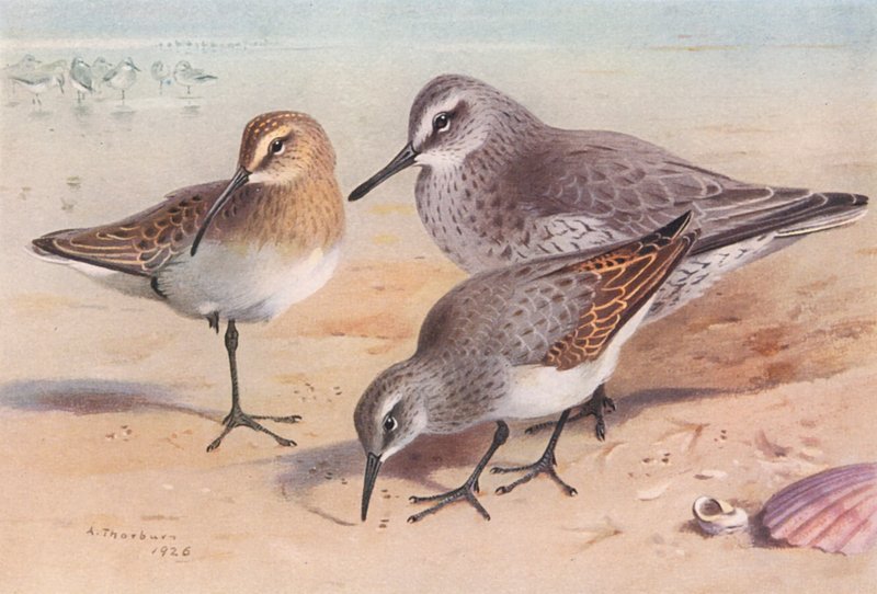 Sichelstrandläufer (unreif, Herbst), Knutt (Winter), Alpenstrandläufer (Winter) von Archibald Thorburn