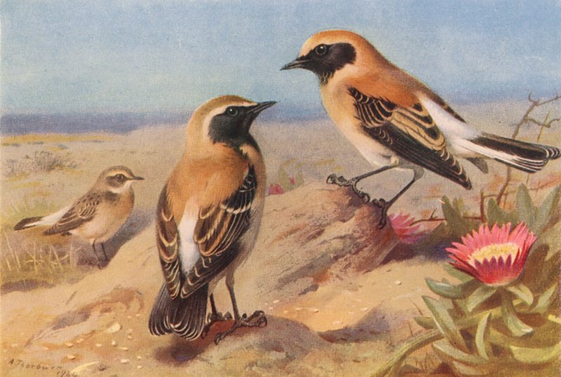 Östlicher Schwarzkehl-Steinschmätzer (weiblich), Schwarzkehl-Steinschmätzer, Wüsten-Steinschmätzer von Archibald Thorburn