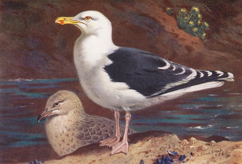 Mantelmöwe (erwachsen und jung) von Archibald Thorburn