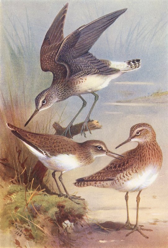 Grünschenkel, Flussuferläufer, Waldwasserläufer von Archibald Thorburn