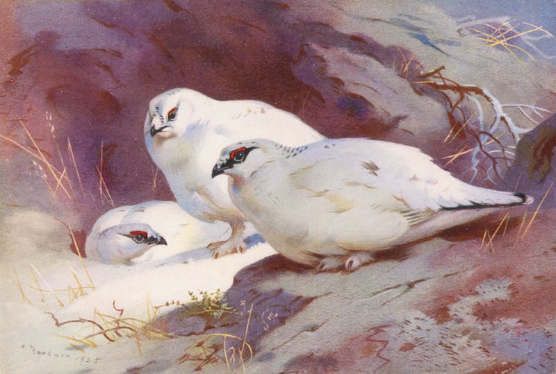 Schneehuhn (männlich und weiblich, Winter) von Archibald Thorburn