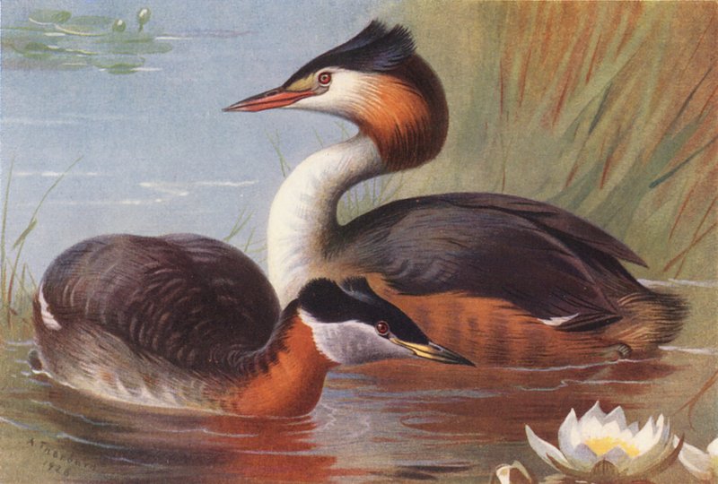 Rothalstaucher, Haubentaucher von Archibald Thorburn