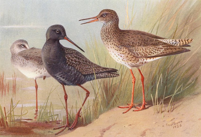 Dunkler Wasserläufer (Sommer und Herbst), Rotschenkel von Archibald Thorburn