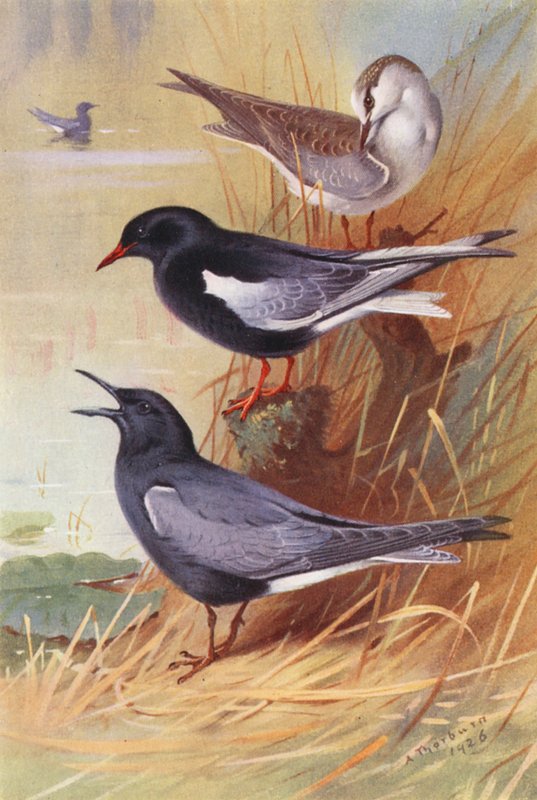 Weißflügelige Schwarze Seeschwalbe (Erwachsener und Jungtier), Schwarze Seeschwalbe von Archibald Thorburn