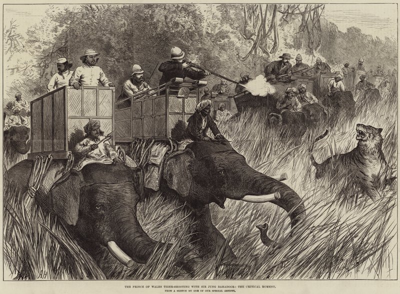 Der Prinz von Wales beim Tigerjagen mit Sir Jung Bahadoor, der kritische Moment von Arthur Hopkins