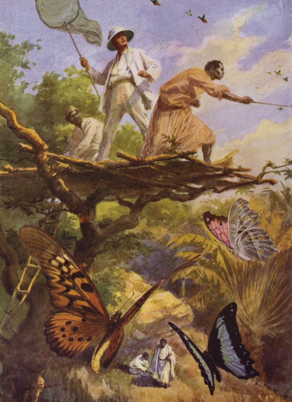 Schöne Schmetterlinge: Fang von Urania Rhipheus in Madagaskar von Arthur Twidle
