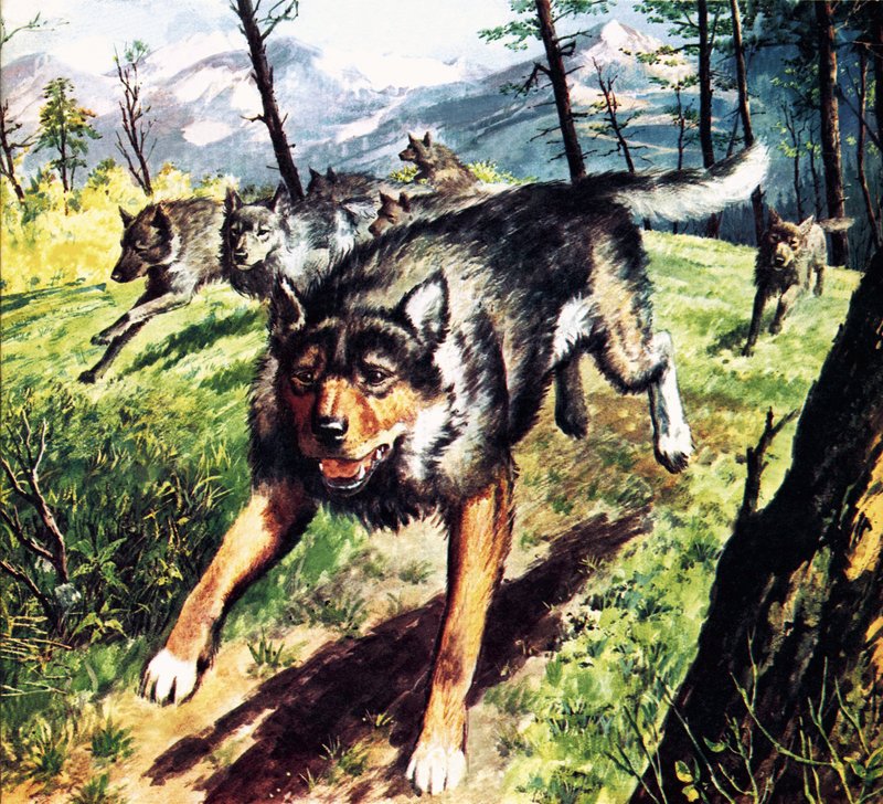 Ruf der Wildnis, basierend auf dem Roman von Jack London von Barrie Linklater