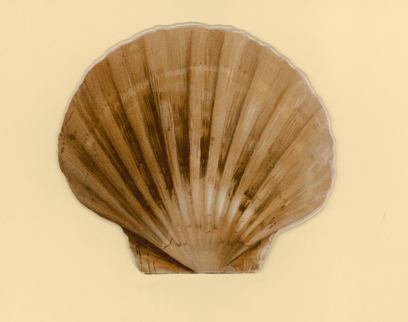 Illustration für Heft mit dem Titel Sea Shells (Farblithographie) von Benjamin D. Sigmund