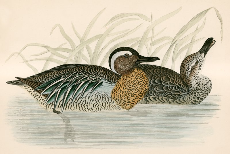 Knäkente von Beverley R. Morris