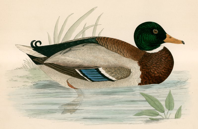 Stockente von Beverley R. Morris