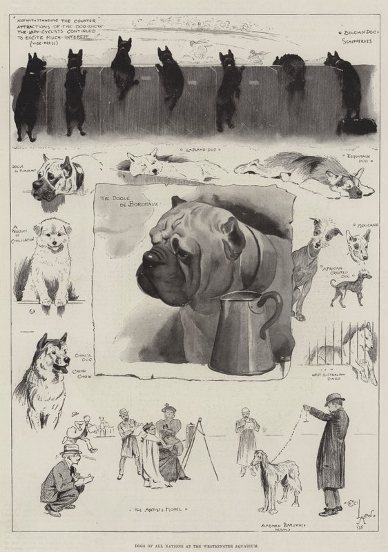 Hunde aller Nationen im Westminster Aquarium von Cecil Charles Windsor Aldin