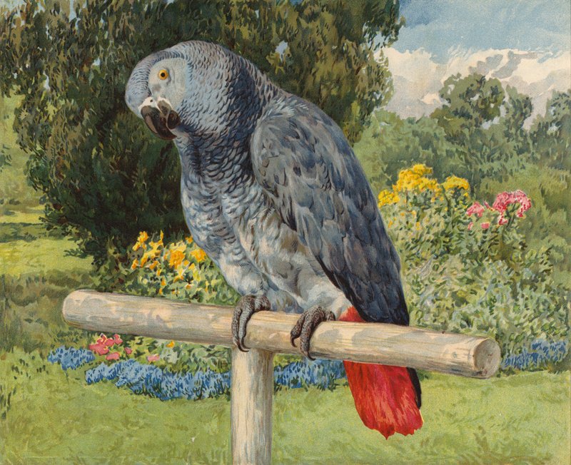 Graupapagei von Charles Collins