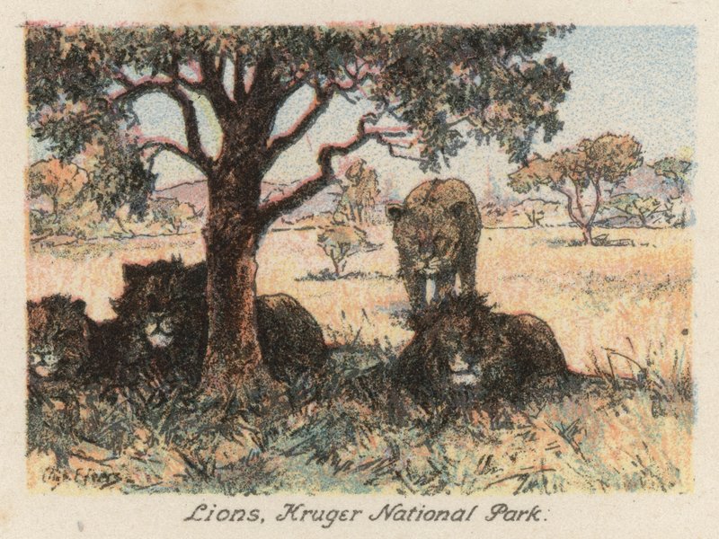Südafrika: Löwen, Kruger-Nationalpark von Charles Ernest Peers