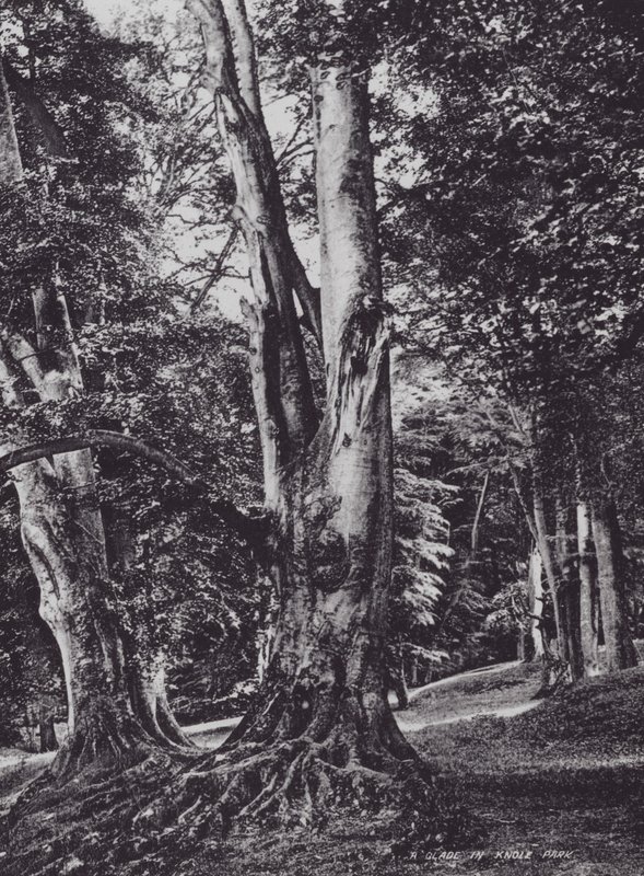 Eine Lichtung im Knole Park (s/w Foto) von Charles Essenhigh Corke