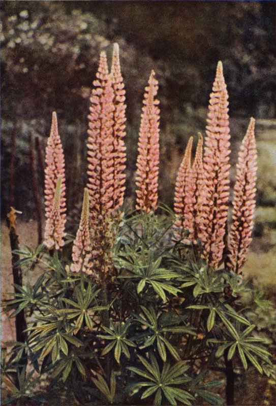 Die rosafarbene Lupine von Charles Essenhigh Corke