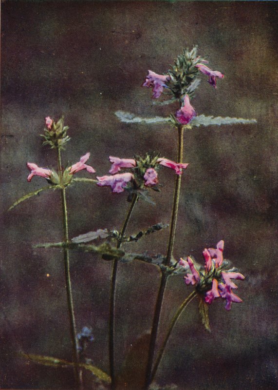 Wildblumen: Betonie von Charles Essenhigh Corke
