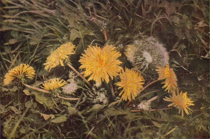 Wildblumen: Löwenzahn von Charles Essenhigh Corke