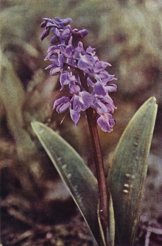 Wildblumen: Frühe Purpur-Knabenkraut von Charles Essenhigh Corke