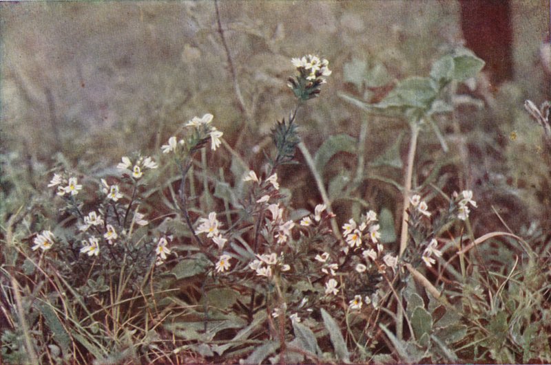Wildblumen: Augentrost von Charles Essenhigh Corke