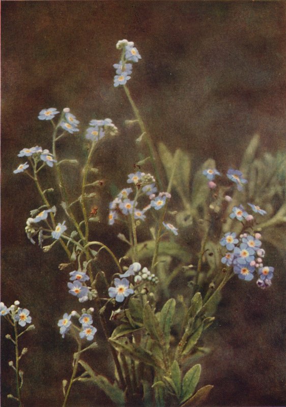 Wildblumen: Vergissmeinnicht von Charles Essenhigh Corke