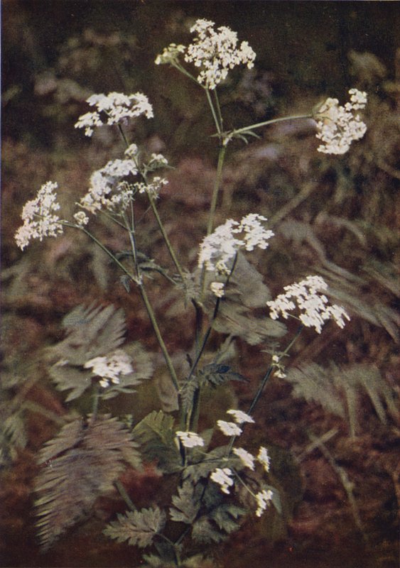 Wildblumen: Klettenkerbel von Charles Essenhigh Corke