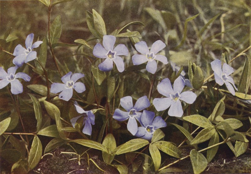 Wildblumen: Kleines Immergrün (Farbfoto) von Charles Essenhigh Corke