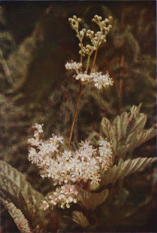 Wildblumen: Mädesüß von Charles Essenhigh Corke