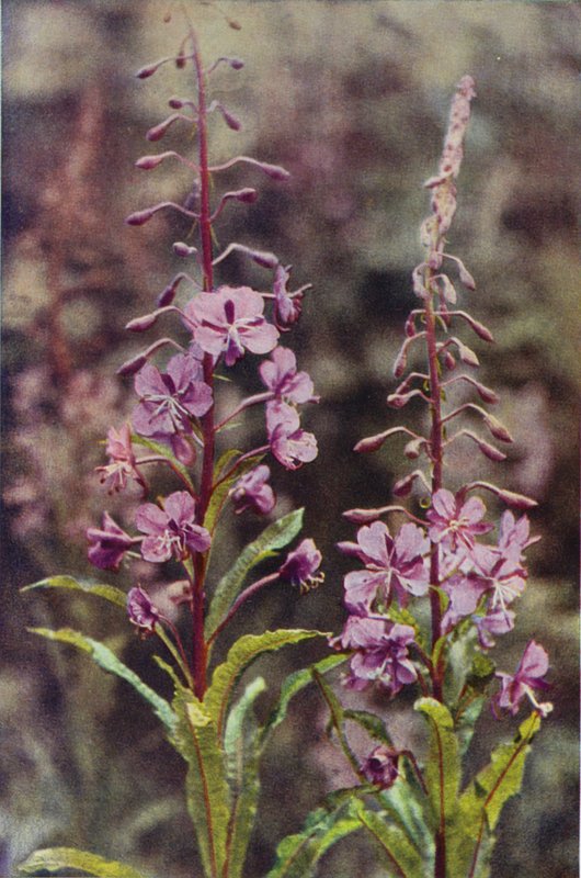 Wildblumen: Schmalblättriges Weidenröschen von Charles Essenhigh Corke